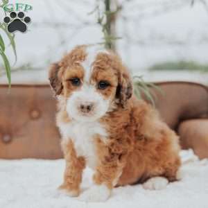 Rodger, Mini Bernedoodle Puppy