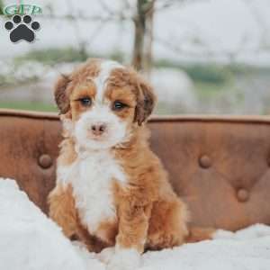 Rodger, Mini Bernedoodle Puppy