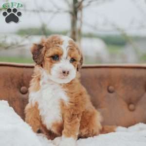 Rodger, Mini Bernedoodle Puppy
