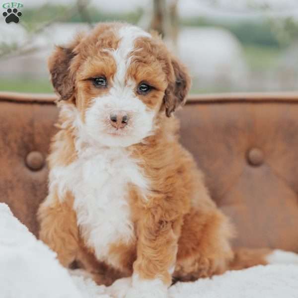 Rodger, Mini Bernedoodle Puppy