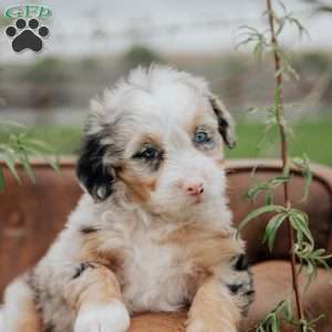 Ronda, Mini Bernedoodle Puppy