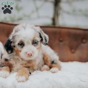 Ronda, Mini Bernedoodle Puppy
