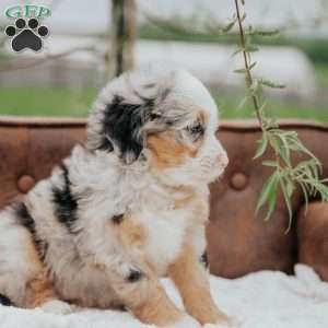 Ronda, Mini Bernedoodle Puppy