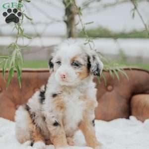 Ronda, Mini Bernedoodle Puppy