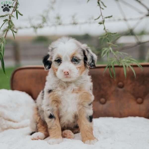 Ronda, Mini Bernedoodle Puppy