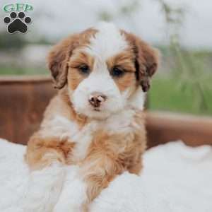 Robi, Mini Bernedoodle Puppy