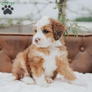 Robi, Mini Bernedoodle Puppy