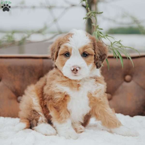 Robi, Mini Bernedoodle Puppy