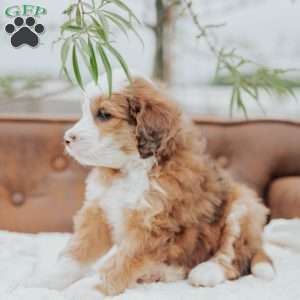 Robi, Mini Bernedoodle Puppy