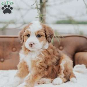 Robi, Mini Bernedoodle Puppy