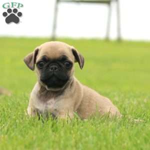 Rookie, Pug Puppy