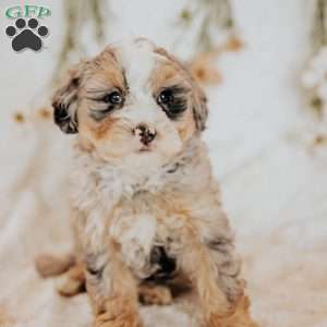 Rory, Mini Bernedoodle Puppy