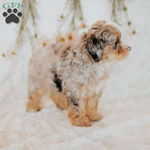 Rory, Mini Bernedoodle Puppy