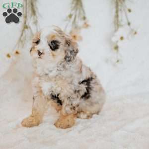 Rory, Mini Bernedoodle Puppy