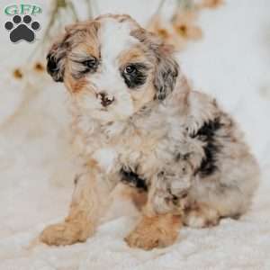 Rory, Mini Bernedoodle Puppy