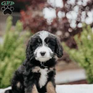 Rosa, Mini Bernedoodle Puppy