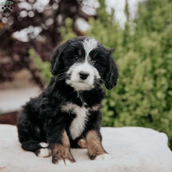 Rosa, Mini Bernedoodle Puppy