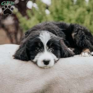 Rosa, Mini Bernedoodle Puppy