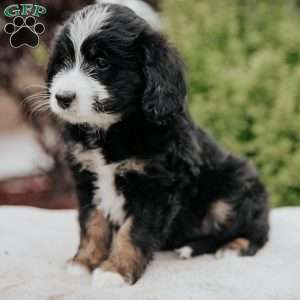 Rosa, Mini Bernedoodle Puppy