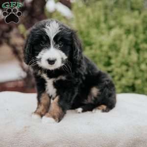 Rosa, Mini Bernedoodle Puppy