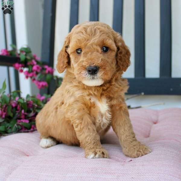 Rose, Mini Goldendoodle Puppy