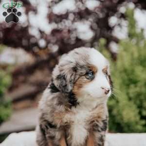 Rose, Mini Bernedoodle Puppy