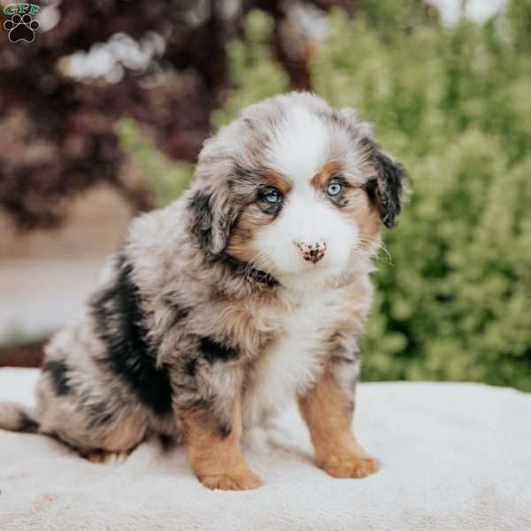 Rose, Mini Bernedoodle Puppy