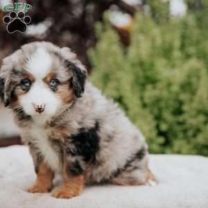 Rose, Mini Bernedoodle Puppy