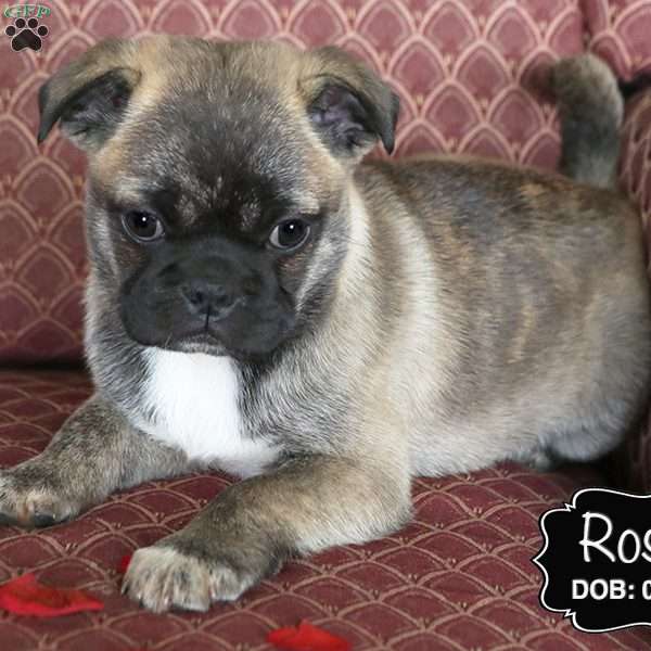 Rosey, Bugg Puppy