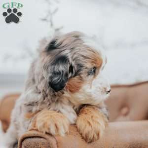 Rover, Mini Bernedoodle Puppy