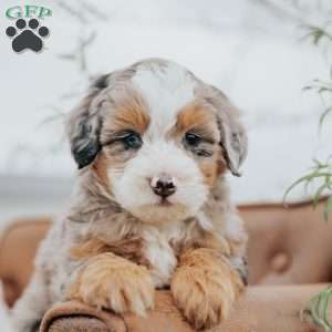 Rover, Mini Bernedoodle Puppy