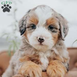 Rover, Mini Bernedoodle Puppy