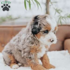 Rover, Mini Bernedoodle Puppy