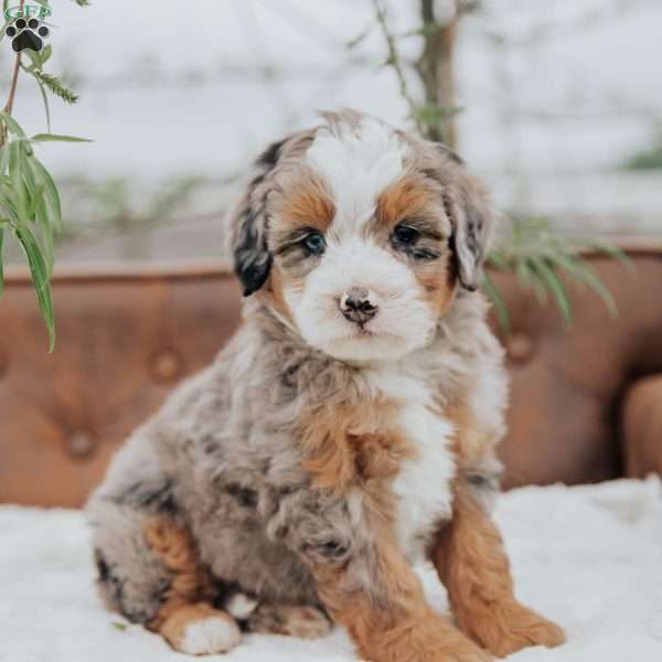 Rover, Mini Bernedoodle Puppy