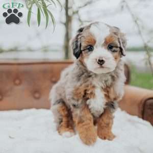 Rover, Mini Bernedoodle Puppy