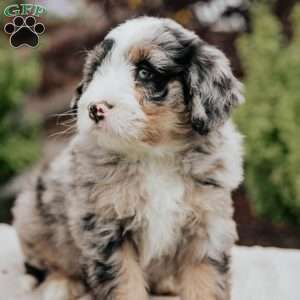 Roy, Mini Bernedoodle Puppy