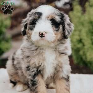 Roy, Mini Bernedoodle Puppy