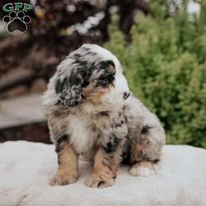 Roy, Mini Bernedoodle Puppy
