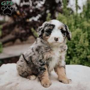 Roy, Mini Bernedoodle Puppy