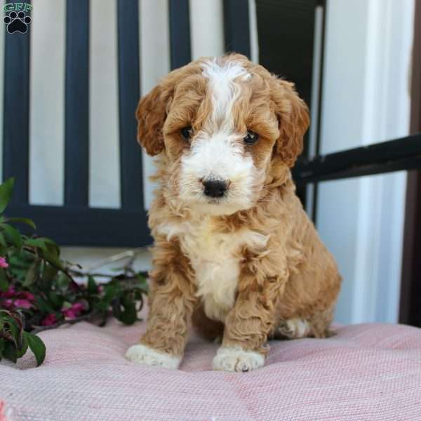 Ruby, Mini Goldendoodle Puppy