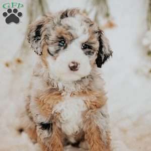 Ruby, Mini Bernedoodle Puppy
