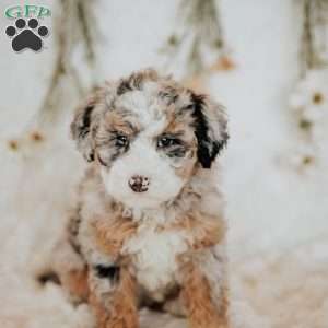 Ruby, Mini Bernedoodle Puppy