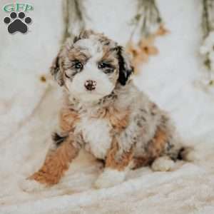 Ruby, Mini Bernedoodle Puppy