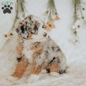Ruby, Mini Bernedoodle Puppy