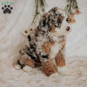 Ruby, Mini Bernedoodle Puppy
