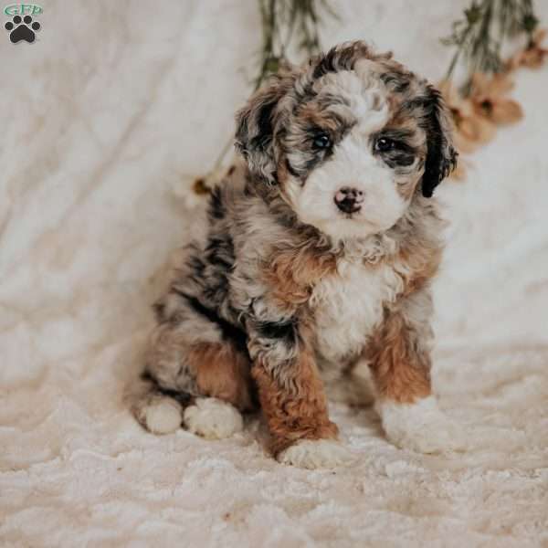 Ruby, Mini Bernedoodle Puppy
