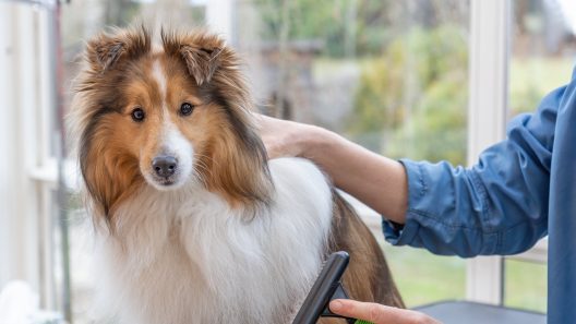 How to Remove Mats in Dog Hair (And How to Prevent Them in the First Place)