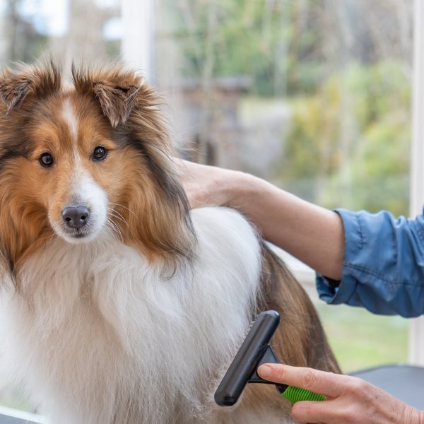 sheltie getting brushed at the dog groomer