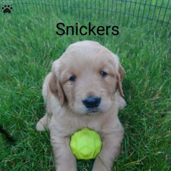 Snickers, Golden Retriever Puppy