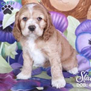 Stacy, Cocker Spaniel Puppy